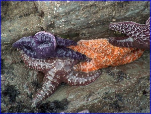 Starfish Closeup