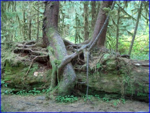 Twisted Roots
