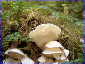 White Mushroom