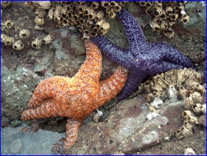 With Barnacles