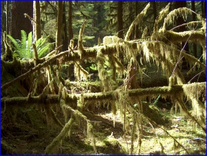 Wolf Moss