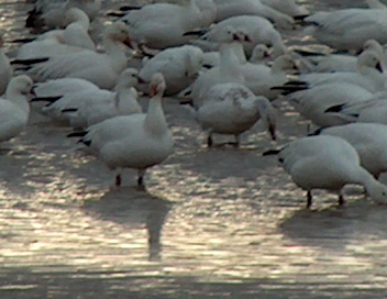 Snow Geese Closeup