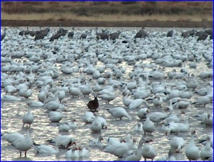 Geese And Cranes