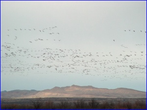 Snow Geese flying