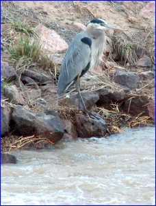 Great Blue Heron