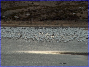 Lotsa Geese