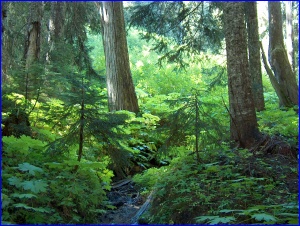 Greenery