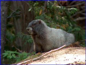 Hoary Marmot 1