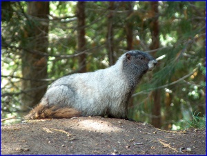 Hoary Marmot 2
