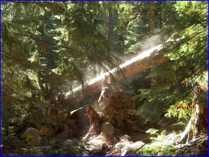 Steaming Log