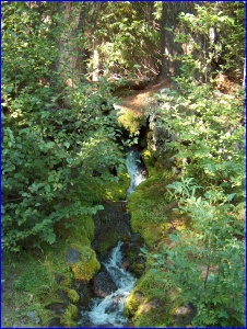 Tree Trunks with Waterfall