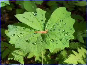 Waterproof Leaf