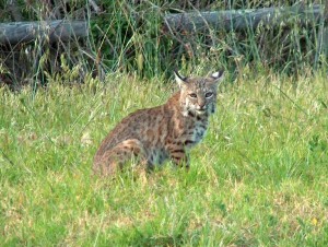 Bobcat