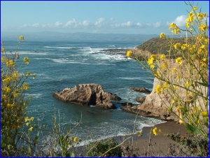 Black Mustard On Coast