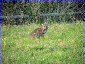 Bobcat