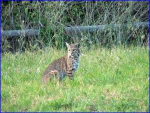 Bobcat again