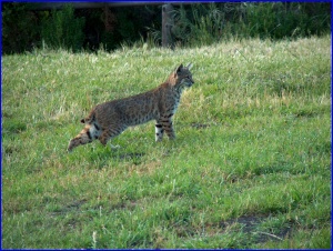 Bobcat Standing