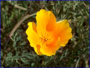 California Poppy