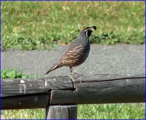 California Quail