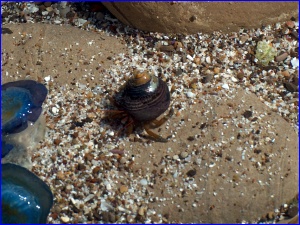 Hermit Crab