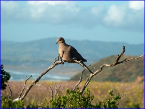 Mourning Dove