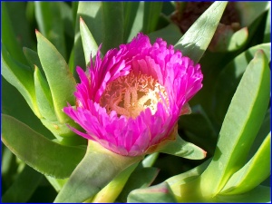 Sea Fig
