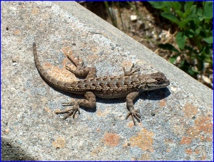 Spotted Lizard (Western Fence Lizard maybe?)
