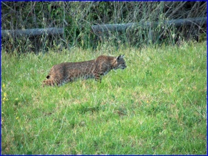 The Hunter