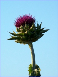 Thistle Flower