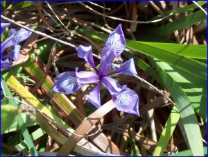Wild Iris