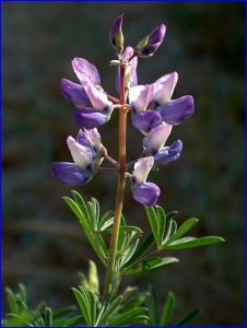 Wild Lupin