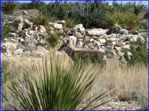 Carlsbad NP Deer