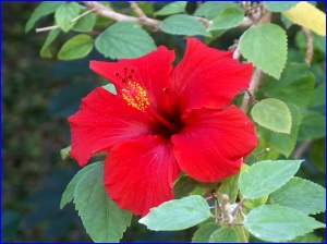 Hibiscus