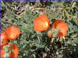 ... orange ...