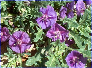 ... and purple