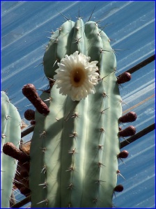 Tall Cactus