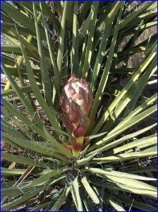 Yucca Bud