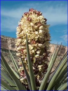 Yucca Flower
