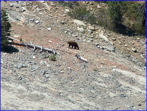 Black Bear 1