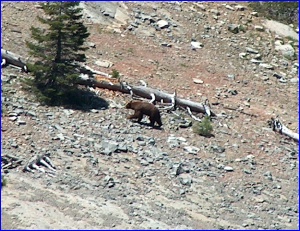 Black Bear (actually he was brown)