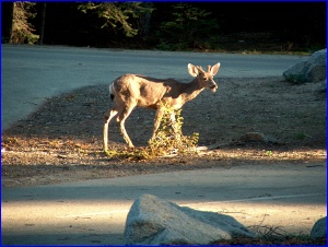 Evening Mule Deer
