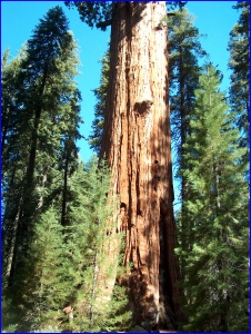 General Sherman