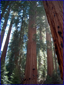 Giant Forest