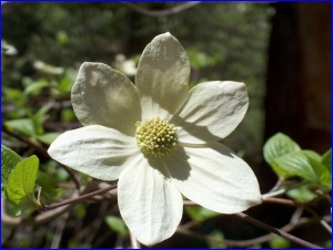 Mountain Dogwood