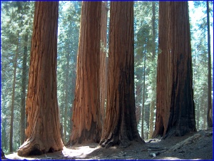Muir Grove