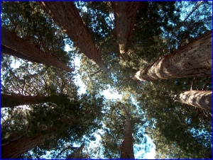 Muir Grove, Looking Up