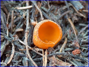 Orange Fungus