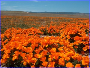 California Poppies