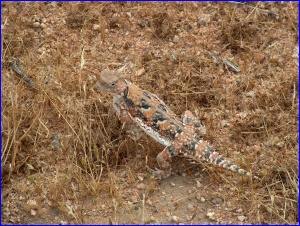 Desert Horned Lizard