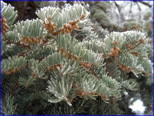 Frosty Fir